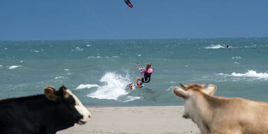 Zwei Kühe beobachten eine Kite-Surferin vor einem Strand in Montenegro