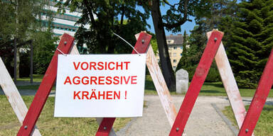 kraehen.jpg