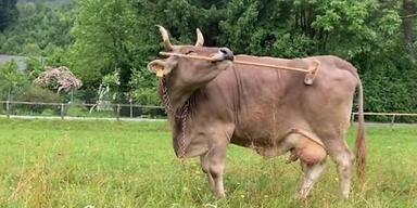 Forscher staunen: Klügste Kuh der Welt ist Kärntnerin