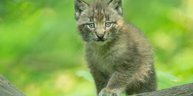 Luchs-Drillinge erkunden erstmals ihr Gehege