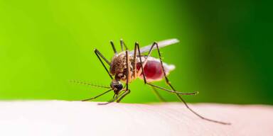 Gefährliches Mücken-Virus breitet sich rasant in Österreich aus