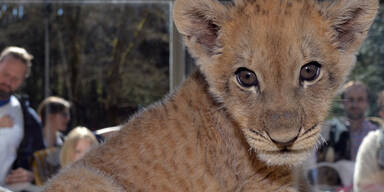 Löwenbaby Malor ist der Star im Eifel-Zoo Lünebach