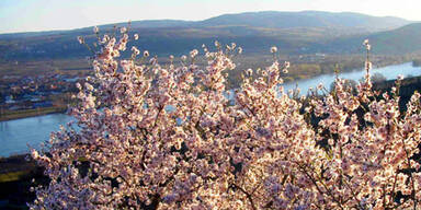 marillenblüte_wachau_apa.jpg