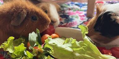 Instagram-Hit aus Kärnten: Meerschweinchen mit 180.000 Fans