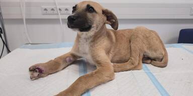 Hunde-Wunder vom Votivpark: Mila kämpft sich zurück ins Leben