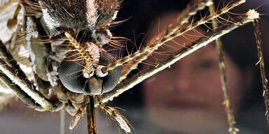 mosquito.jpg