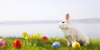 osterhase.jpg