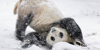 Schönbrunner Pandas toben im Schnee