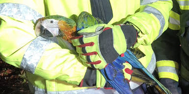 Feuerwehr rückte zur Papagei-Rettung aus