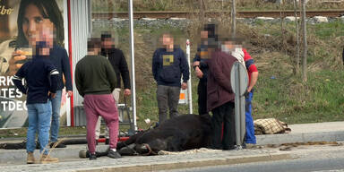 Fiakerpferd bricht zusammen – eingeschläfert