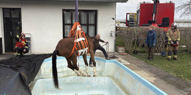 Ein in einen Pool gestürztes Pferd