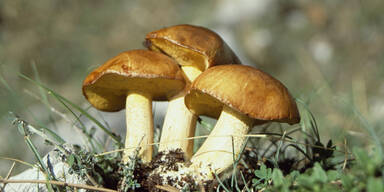pilz.jpg
