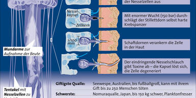 qualle.jpg