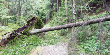 Umgeknickte Bäume Unwetter 