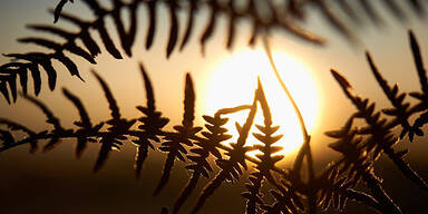 Winter Sonne Farn Raureif Frost