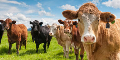 TBC-Alarm: Hof in Österreich gesperrt 