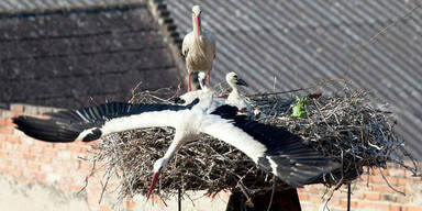 Storch in Rust 