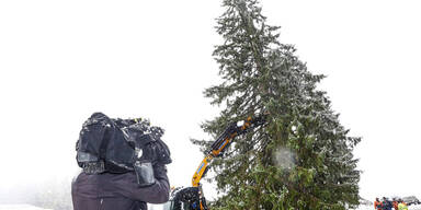 Christbaum