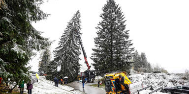Christbaum