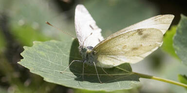 schmetterling87.jpg