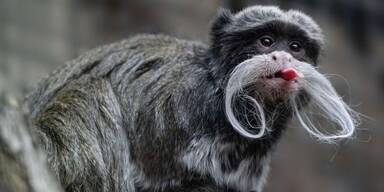 Neue kaiserliche Bewohner im Zoo Schmiding