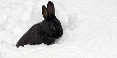 schnee_dpa.jpg