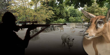 Schönbrunn-Sniper: So könnte der irre Antilopen-Killer überführt werden