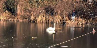 schwan.jpg