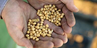 Fiber-Maxxing: Warum Hülsenfrüchte aus Österreich mit AMA-Gütesiegel im Trend liegen