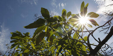 sonne.jpg