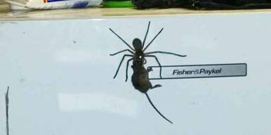 spinne-2.jpg