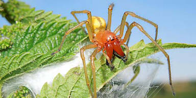 spinne.jpg