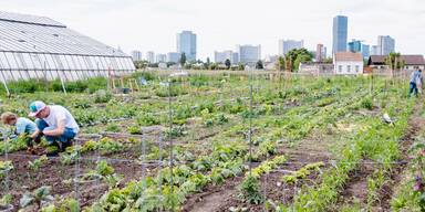 Bürgermeister Ludwig: "Wien ist Gemüsehauptstadt Europas"