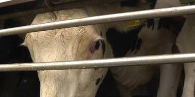 Stier mit einem Schuss getötet.