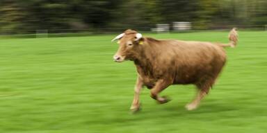 stier