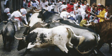 stier1.jpg