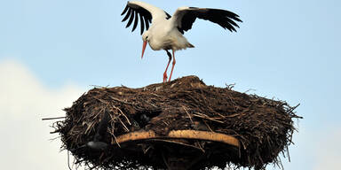 storch1.jpg