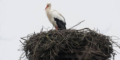 storch_dpa.jpg