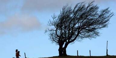 sturm_baum