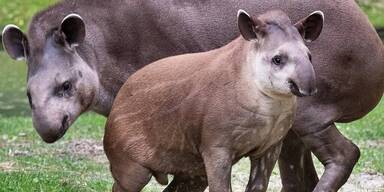 Jungtapir Lupo aus OÖ erkundet Down Under