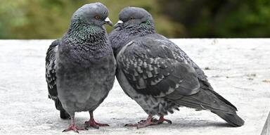 Pest-Alarm: 40 Tauben getötet