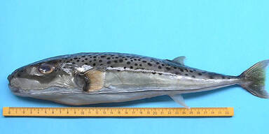 tdfish5.jpg