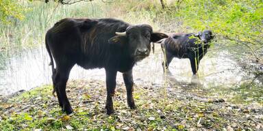 Schönbrunner Wasserbüffel als Landschaftsgärtnerinnen 