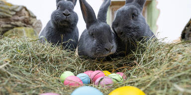 Diese besonderen Osterhasen ziehen jetzt in Schönbrunn ein