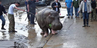 Unwetter: Raubtiere aus Zoo geflohen
