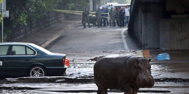Unwetter: Raubtiere aus Zoo geflohen
