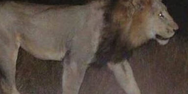 Unwetter: Raubtiere aus Zoo geflohen