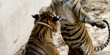 Zwei Tiger spielen in einem Zoo in Thailand miteinander