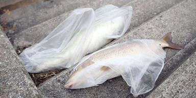 Tote Fische