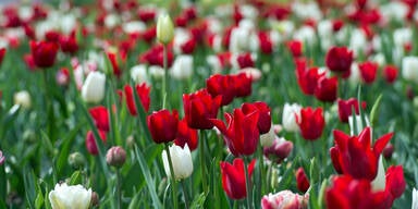 tulpen.jpg